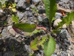 dandelion gall wasp thumbnail 4