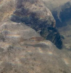 Largescale Sucker thumbnail 4