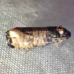 Blue-washed Goldenrod Borer thumbnail 4