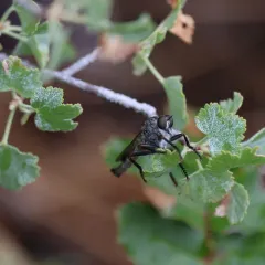 Machimus occidentalis thumbnail 3