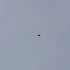 White-throated Swift thumbnail 2
