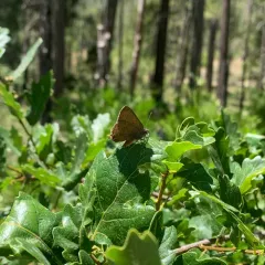 Hedgerow Hairstreak thumbnail 4