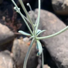 waldo wild buckwheat thumbnail 4