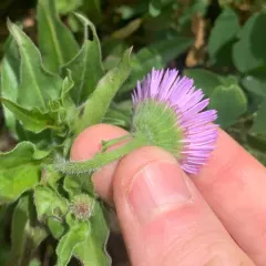 Three-nerve Fleabane thumbnail 4