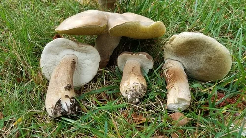Boletus atkinsonii
