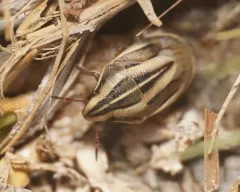 Aelia americana thumbnail 3