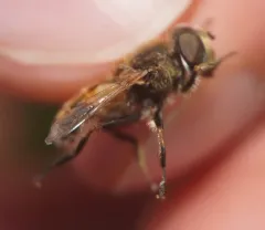 Hourglass Drone Fly thumbnail 3