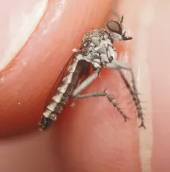 Lasiopogon trivittatus thumbnail 2