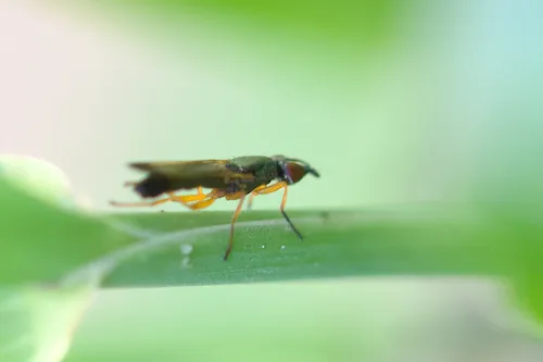 Eumetopiella rufipes