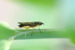 Eumetopiella rufipes thumbnail 1