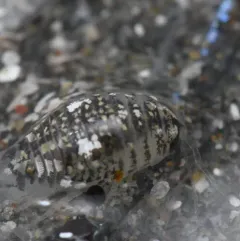 Sand Piranha thumbnail 4