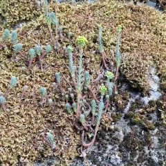 Reflexed Stonecrop thumbnail 4