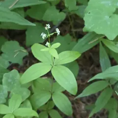 oregon bedstraw thumbnail 3