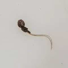 Salmon Louse thumbnail 3