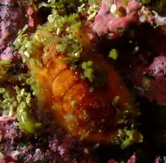 Painted Dendrochiton thumbnail 4
