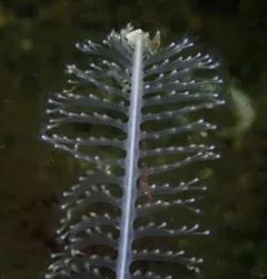 Virgularia bromleyi thumbnail 4