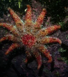 Rose Sun Star thumbnail 4