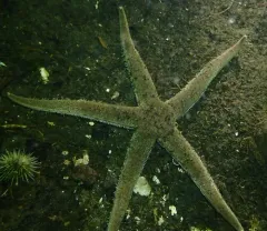 Sand Star thumbnail 4