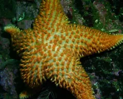 Crested Star thumbnail 4