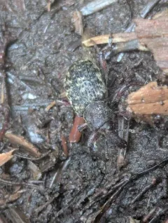 Couper Collar Weevil thumbnail 4