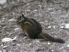 Shadow Chipmunk thumbnail 3
