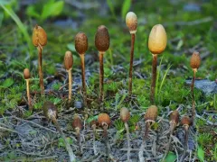 Galeropsis polytrichoides thumbnail 2