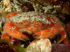 Furrowed Rock Crab thumbnail 4