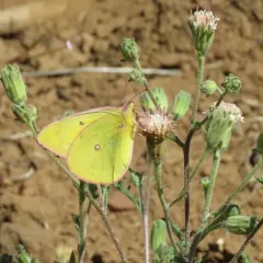Western Sulphur thumbnail 2
