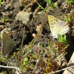 Lilac-bordered Copper thumbnail 4