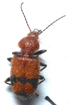 Panagaeus fasciatus thumbnail 2
