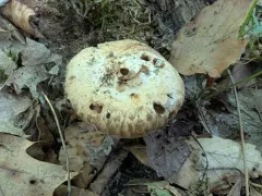 Inocybe dulciolens thumbnail 3