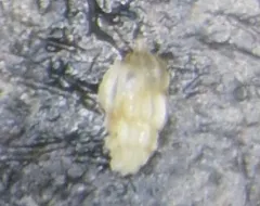 Uvigerina peregrina thumbnail 2