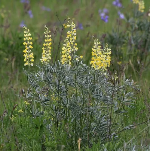 sulphur lupine