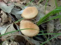 Marasmius spissus thumbnail 2