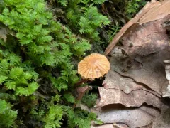 hairy bell thumbnail 3