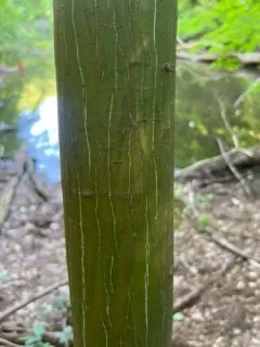 Manchurian Striped Maple thumbnail 3