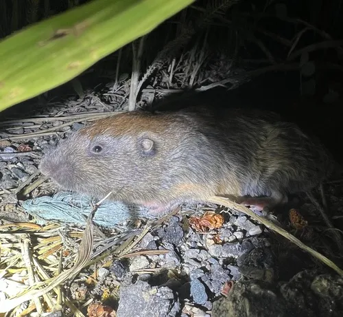 Northern Pocket Gopher