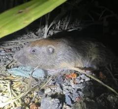 Northern Pocket Gopher thumbnail 1