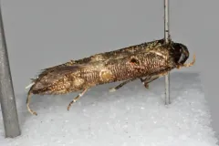 Hog-peanut Leaf-sewer thumbnail 1