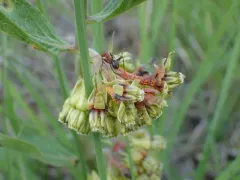Puccinia bartholomaei thumbnail 3