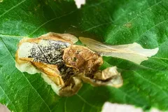Cameraria lentella thumbnail 2