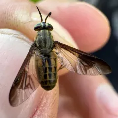Striated Deer Fly thumbnail 4
