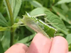 Clepsis flavidana thumbnail 2