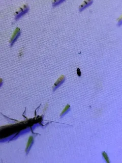Ossiannilssonola appendiculata thumbnail 4