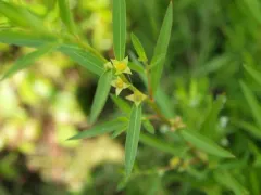 Globefruit Primrose-willow thumbnail 4