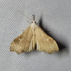 White-spotted Redectis Moth thumbnail 4