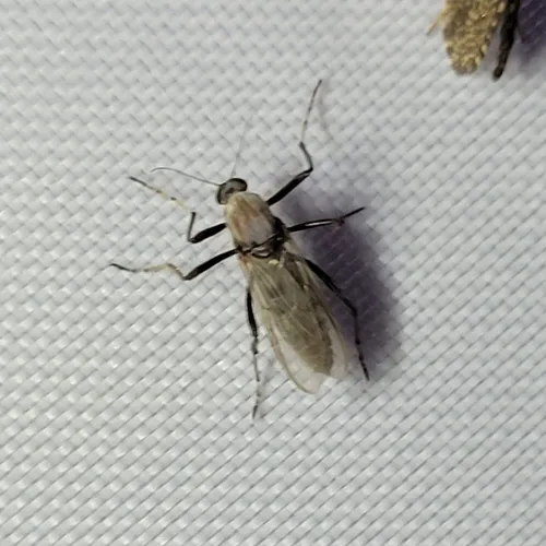 Sphaeromias longipennis