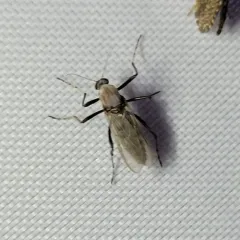 Sphaeromias longipennis thumbnail 1