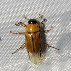 Southern Masked Chafer thumbnail 4