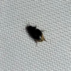 Spot-headed Water Scavenger Beetle thumbnail 4